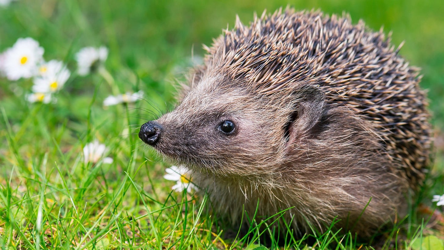 Help a hedgehog How to make your garden more hedgehog friendly Pan
